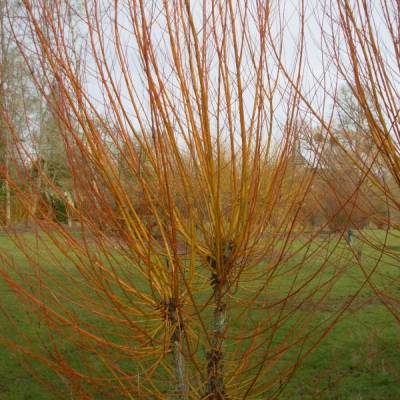 Saule Osier Jaune des vanniers