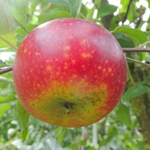 Pomme Suzette