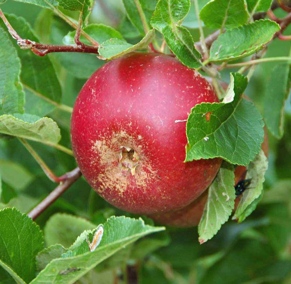 Pomme Suzette