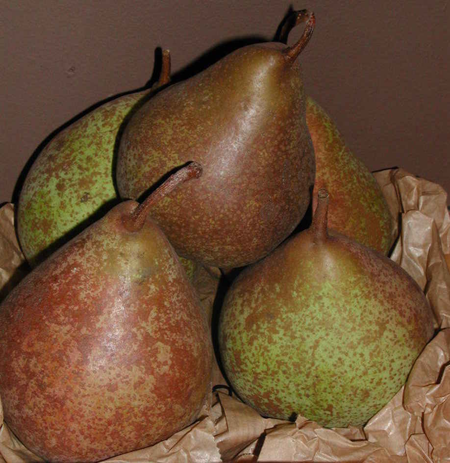 Poire Tarquin des Pyrénées Les bons plants du Quercy