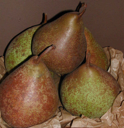 Poire Tarquin des Pyrénées Les bons plants du Quercy