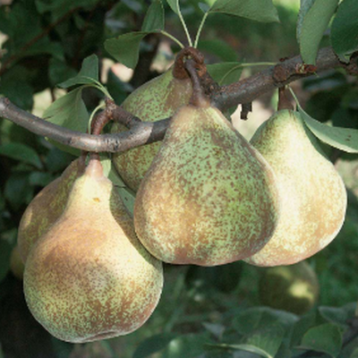 Poire Tarquin des Pyrénées Les bons plants du Quercy