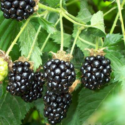 Mûre Thornfree Les bons plants du Quercy