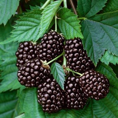 Mûre Thornfree Les bons plants du Quercy