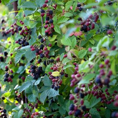Mûre Thornfree Les bons plants du Quercy