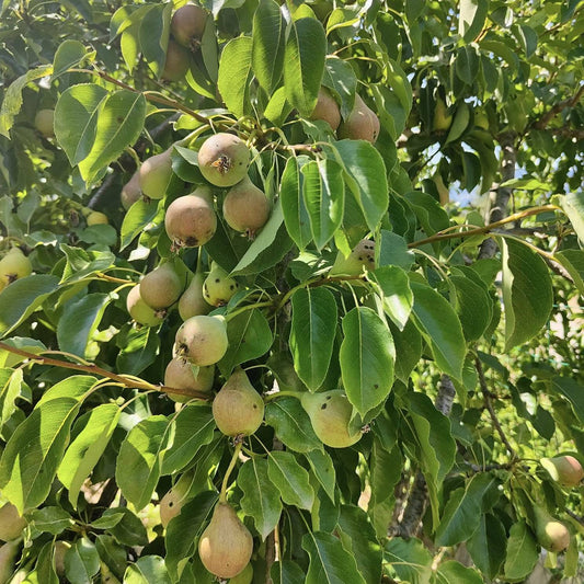 Poire Trompe valet Les bons plants du Quercy