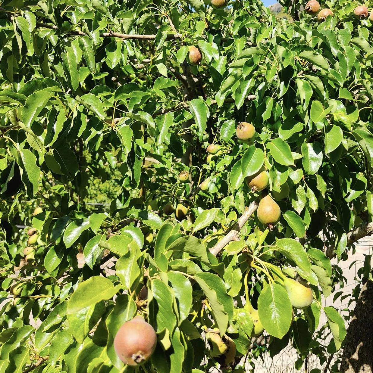 Poire Trompe valet Les bons plants du Quercy