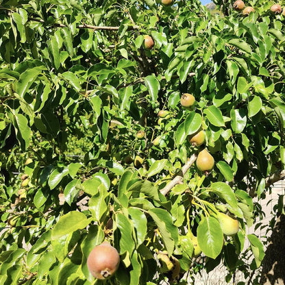 Poire Trompe valet Les bons plants du Quercy