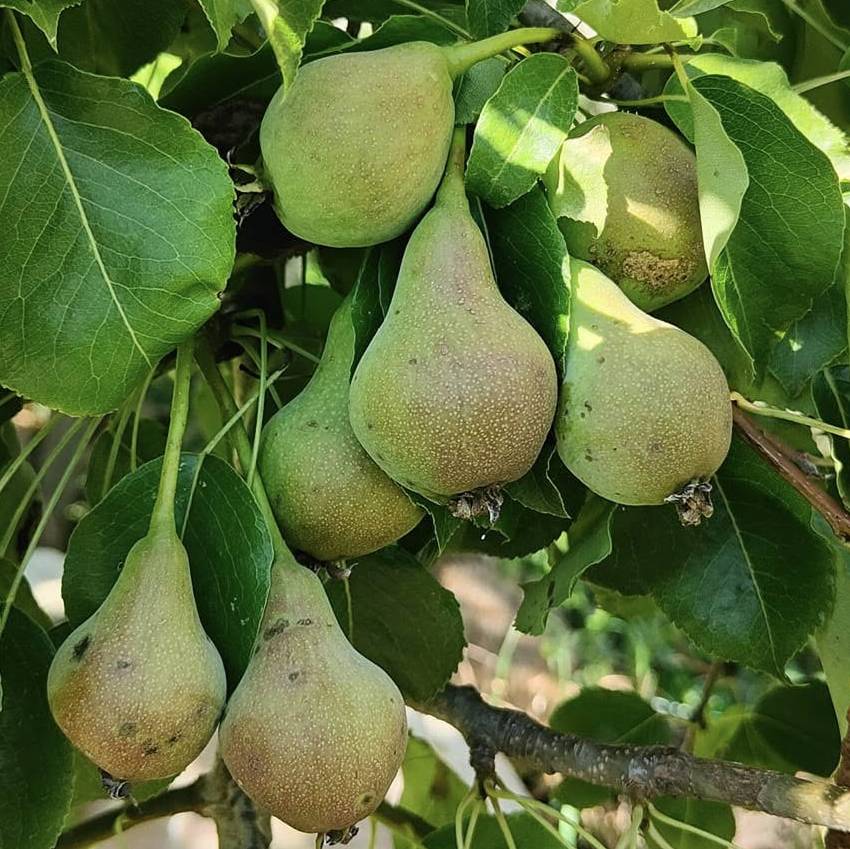 Poire Trompe valet Les bons plants du Quercy