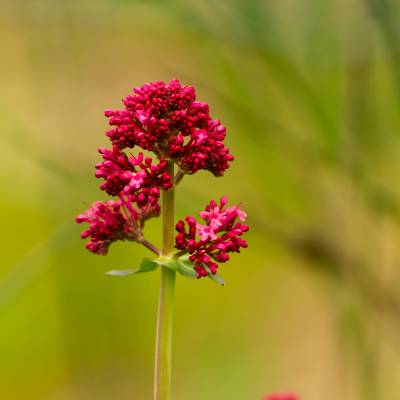 Valériane rouge