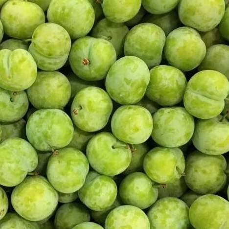 Prune Reine-Claude de Vars Les bons plants du Quercy