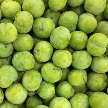 Prune Reine-Claude de Vars Les bons plants du Quercy