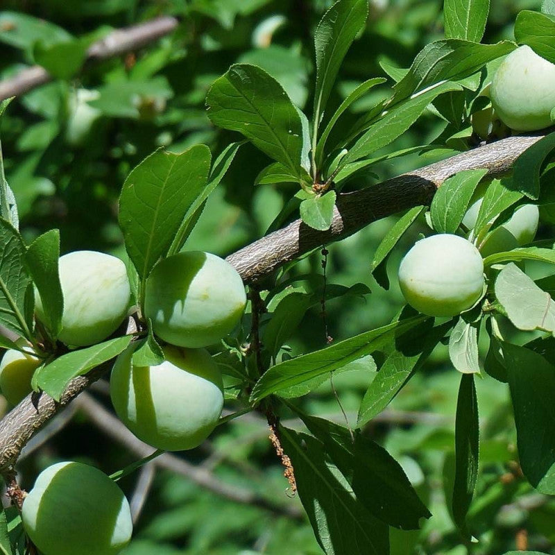 Prune Reine-Claude de Vars Les bons plants du Quercy