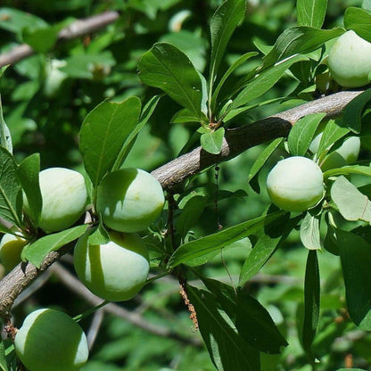 Prune Reine-Claude de Vars Les bons plants du Quercy