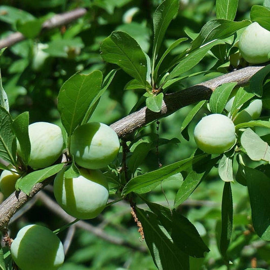 Prune Reine-Claude de Vars Les bons plants du Quercy