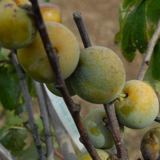Prune Reine-Claude de Vars Les bons plants du Quercy