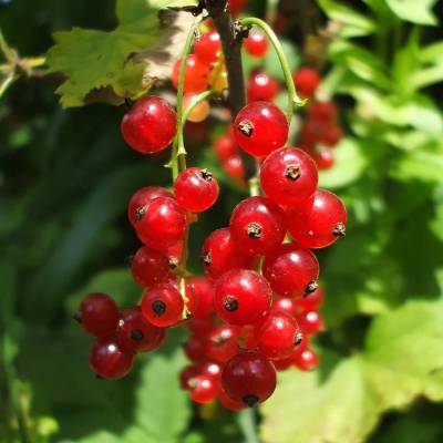 Groseille Versaillaise rouge