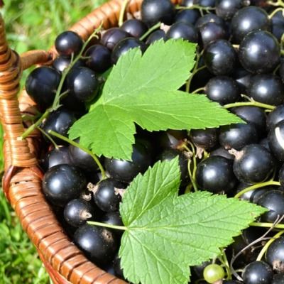 Cassis Géant de Boskoop