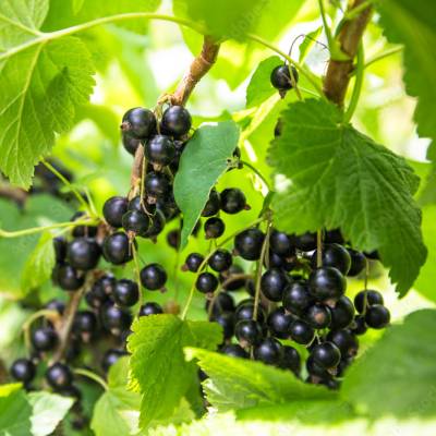 Cassis Royal de Naples