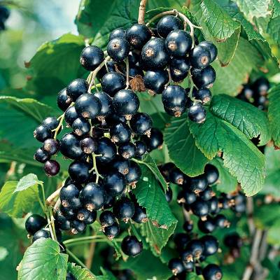 Cassis Noir de Bourgogne