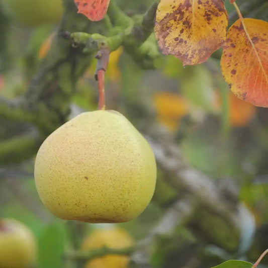 Poire Pérous Saint-Jean Les bons plants du Quercy