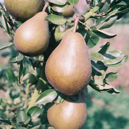 Poire Beurré Clairgeau Les bons plants du Quercy