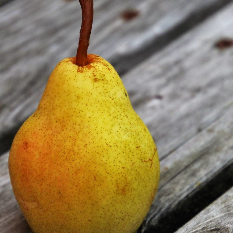 Poire Beurré Clairgeau Les bons plants du Quercy
