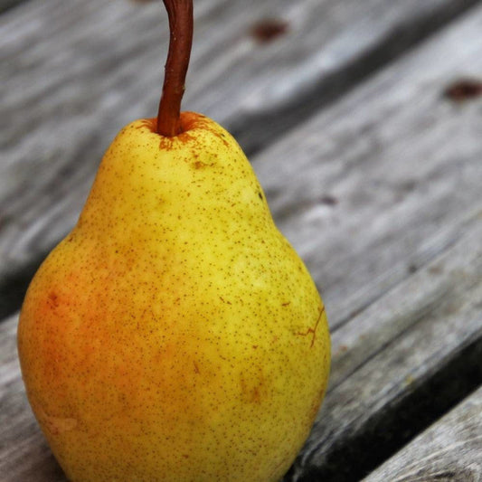 Poire Beurré Clairgeau Les bons plants du Quercy
