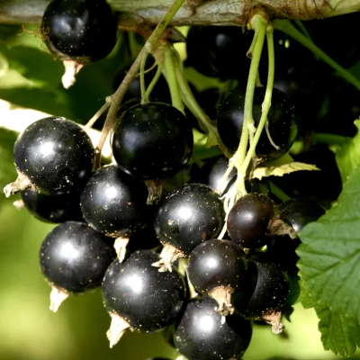 Cassis Noir de Bourgogne