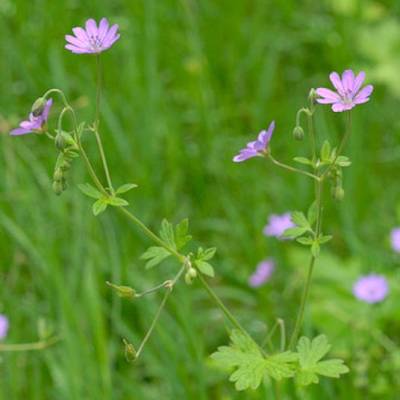 Géranium des pyrénées