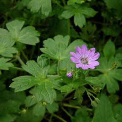 Géranium des pyrénées