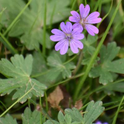Géranium des pyrénées