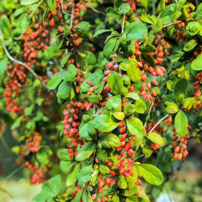 Goji Big Life Berry