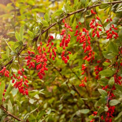 Goji Big Life Berry