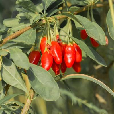 Goji Big Life Berry