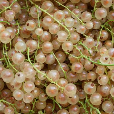 Groseille Versaillaise blanche