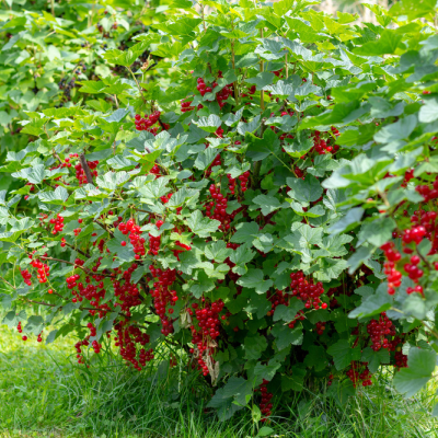 Groseille Versaillaise rouge