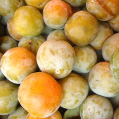 Prune Reine-Claude de Montauban